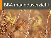 BBA maandoverzicht december 2025