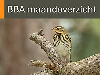 BBA maandoverzicht oktober 2025