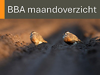 BBA maandoverzicht april 2026