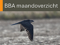 BBA maandoverzicht augustus 2026
