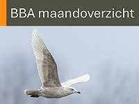 BBA maandoverzicht februari 2026