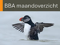 BBA maandoverzicht januari 2026