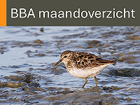 BBA maandoverzicht juli 2026
