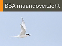 BBA maandoverzicht juni 2026