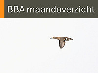 BBA maandoverzicht maart 2026